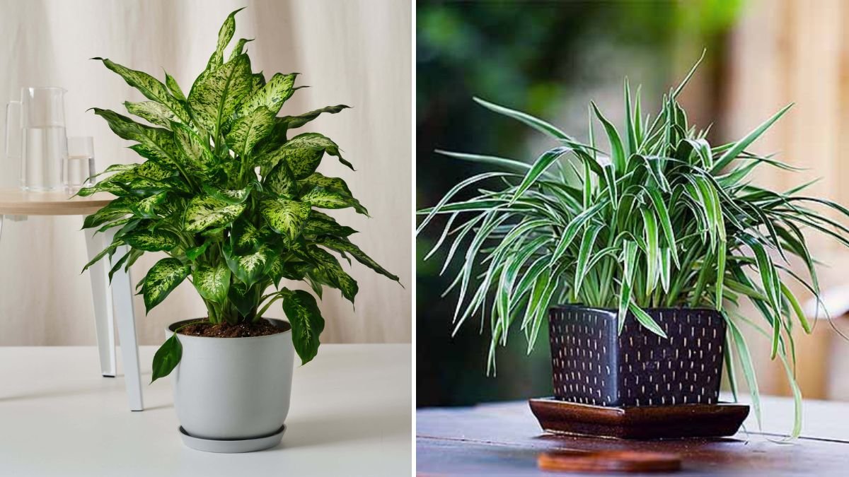 How to Grow Dieffenbachia FAST: Expert Tips for a Lush, Vibrant Indoor Plant
