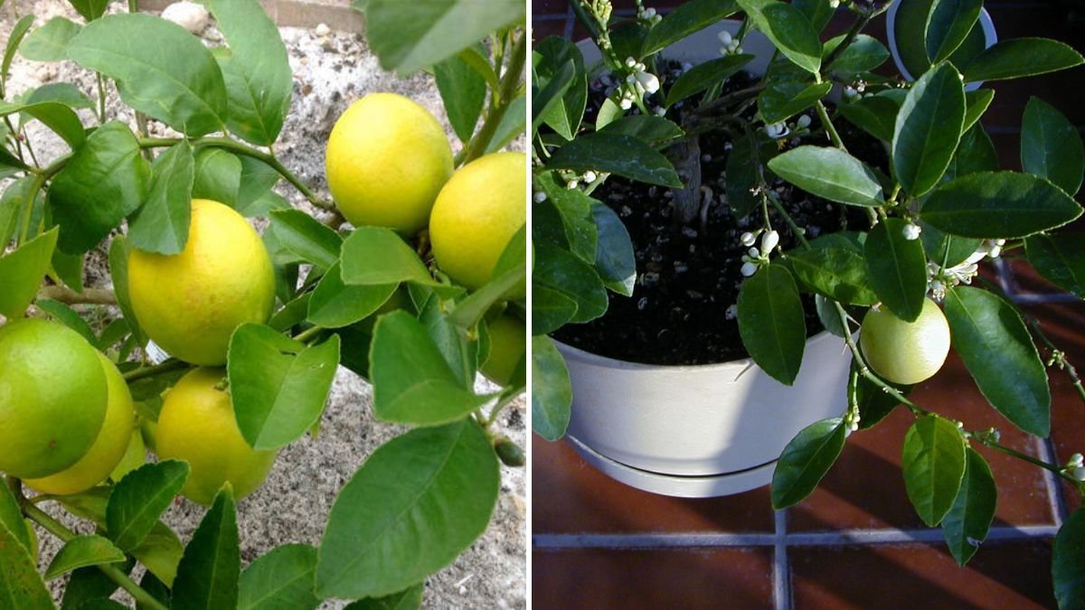 I Propagated a Lemon Tree in Just 1 Month: Step-by-Step Guide to Rapid Growth