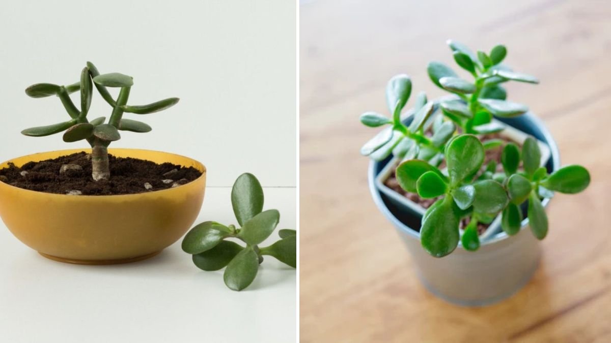 You Won’t Believe the EASY Way to Propagate Plants: Step-by-Step Guide for Beginners