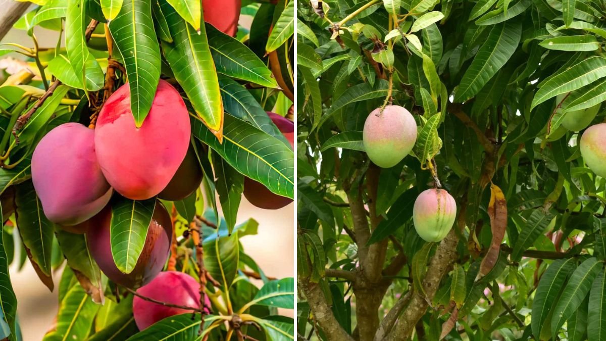 How to Graft a Mango Tree: Best Technique for Faster Fruit and Healthier Growth