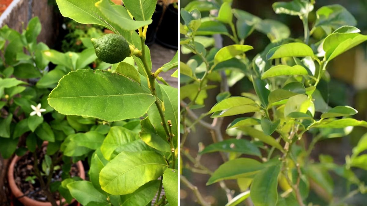 The BEST Way to Propagate a Lemon Tree: Step-by-Step Guide for Fast Growth and Healthy Fruit