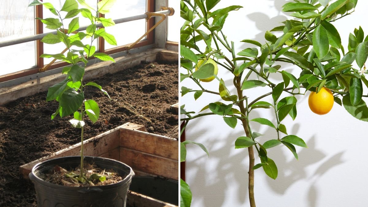Simple Trick to Rooting Lemon Trees: Grow Healthy Plants Fast from Cuttings