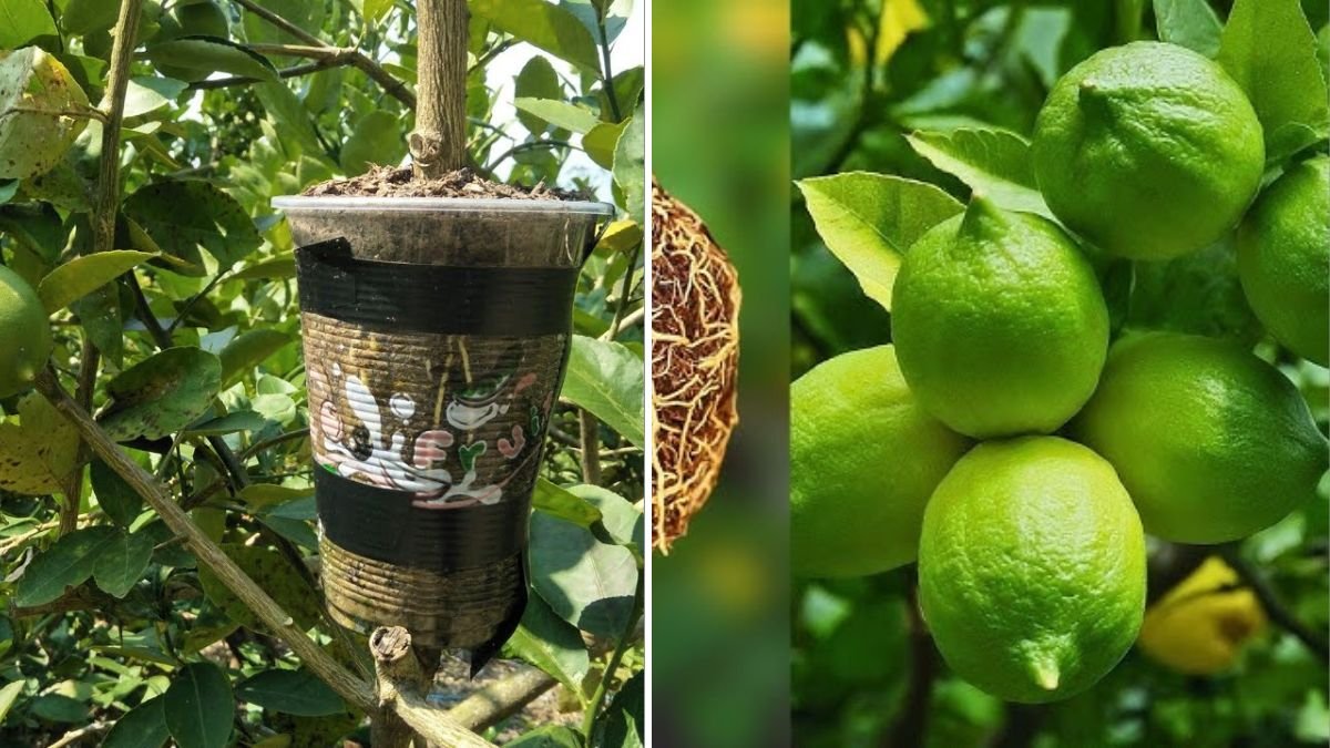 The Natural Way to Propagate Lemon Trees: A Complete 1200-Word Guide for Fast, Healthy Growth