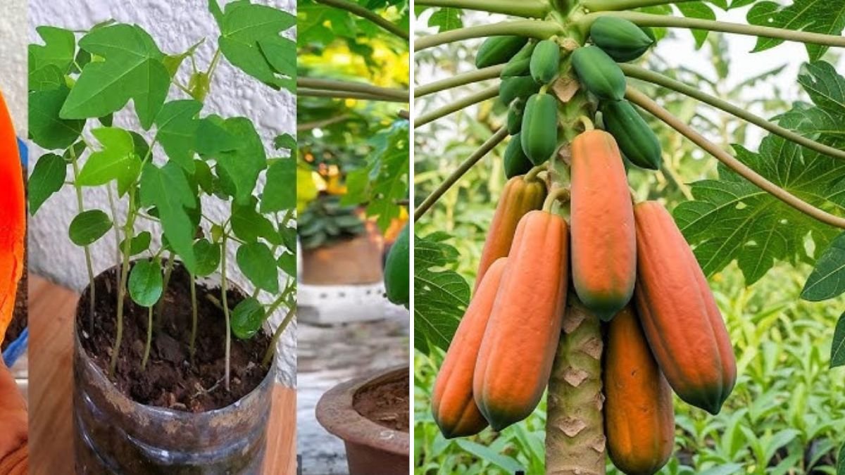 Propagation Made Simple: How to Propagate Papaya Trees is Easier Than You Think!