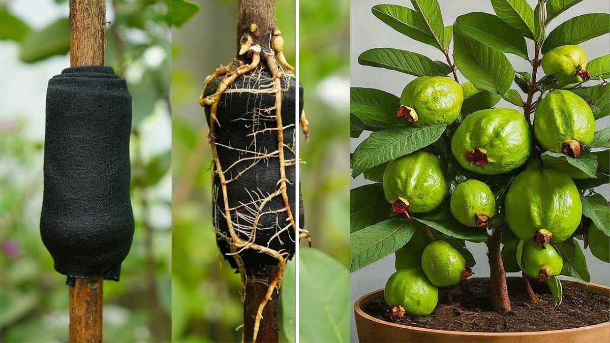 How to Propagate Guava Trees Is Easier Than You Think: Beginner-Friendly Methods for Fast Growth & High Success