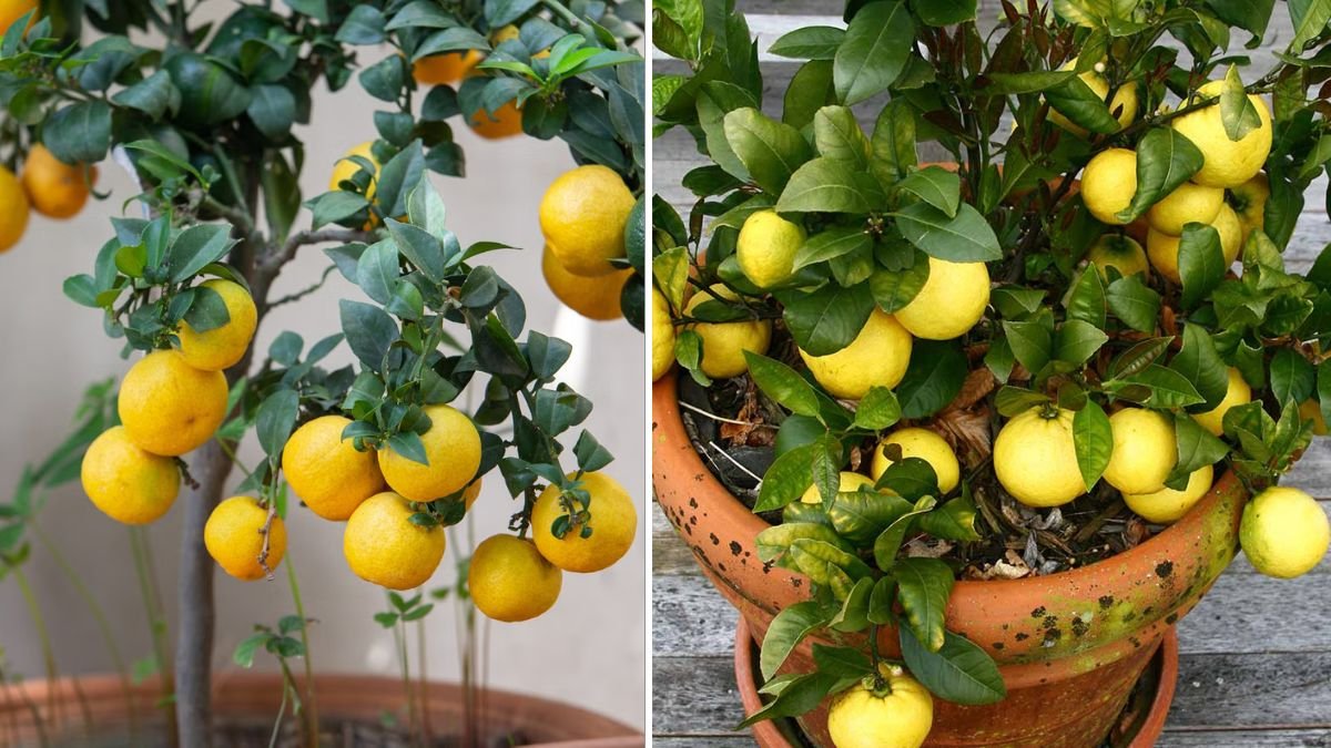 I Used POTATO Power to Grow Lemon Trees Faster — Here’s How You Can Too!