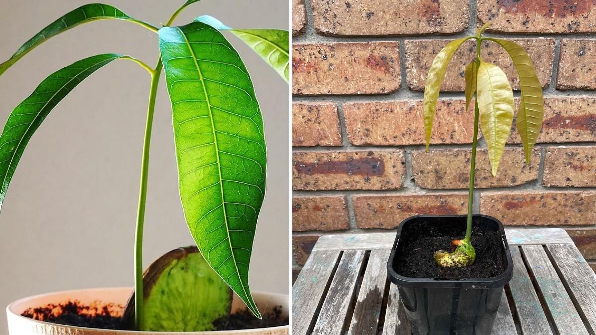 You Can Propagate Your Own Mango Tree — A Beginner-Friendly Guide to Fast Growth and Early Fruiting