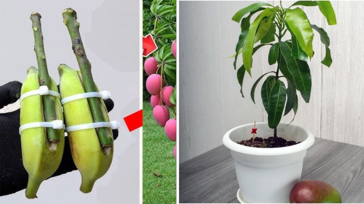 MANGO Trees Are Easier to Propagate Than You Think — The Complete Guide for Fast, Healthy Growth