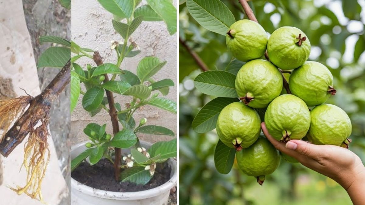 Grow Your Guava Tree FAST with These Pro Tips: The Ultimate Guide to Supercharged Growth & Early Harvests!
