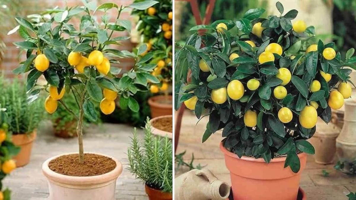 GROW LEMON TREE Like a PRO with These Expert Techniques: Fast Growth, Strong Branches & Juicy Fruits!