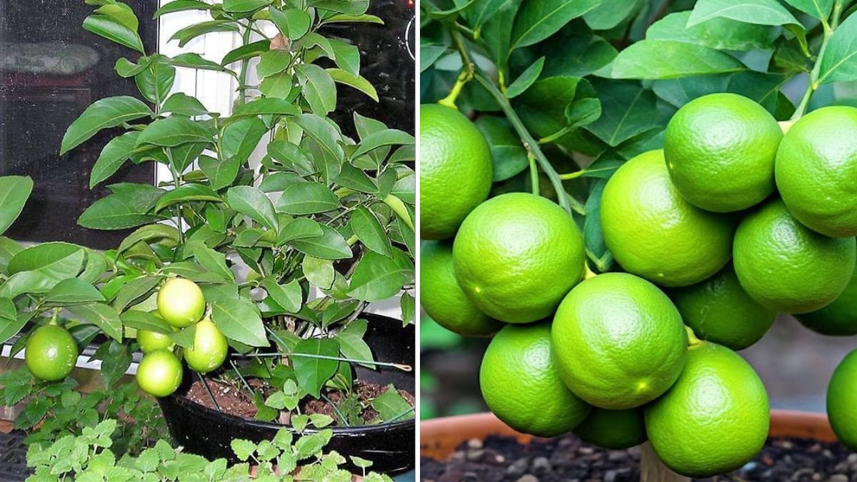 The Absolute Best Way to Grow Your Lemon Tree: Proven Methods for Fast Growth, Strong Roots & Heavy Harvests