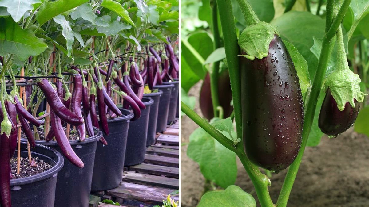 Eggplant Air Layering Secret: The Proven Technique to Grow Strong, Fast-Growing Eggplants at Home!