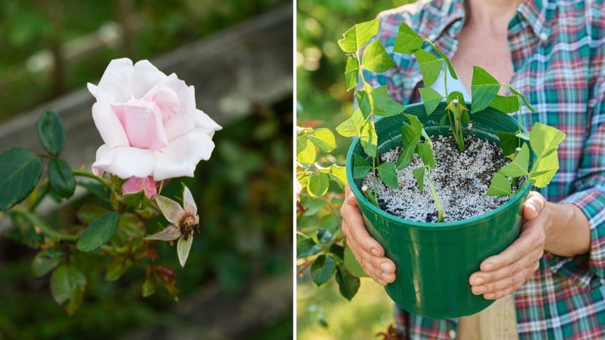 The Ultimate Guide to Rose Propagation by Cuttings: Grow Your Own Stunning Rose Bushes at Home