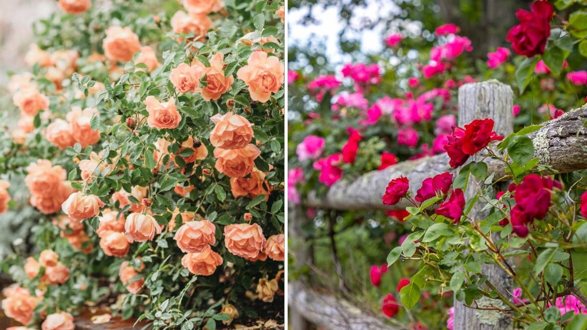 Rose Flowers: The Complete Guide to Growing, Caring, and Propagating Beautiful Roses at Home