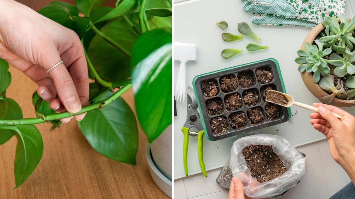 How to Propagate Plants: The Complete Beginner-Friendly Guide to Growing New Plants at Home