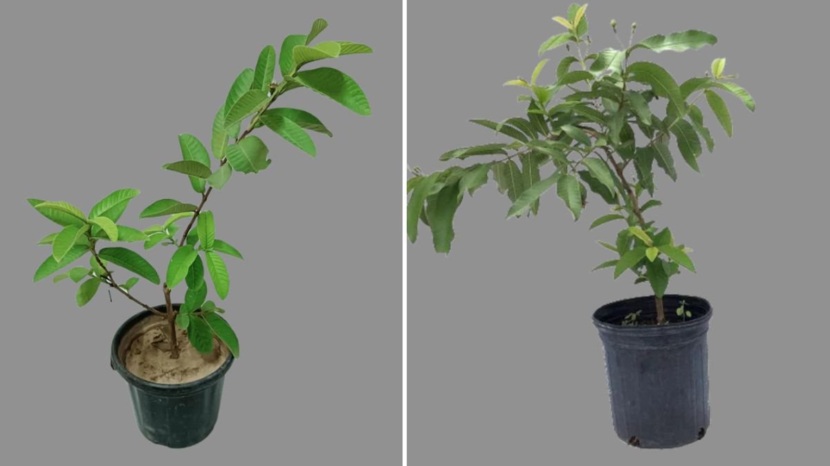 Propagate Guava Tree by Cuttings: The Complete Step-By-Step Guide to Growing Healthy Guava Plants at Home
