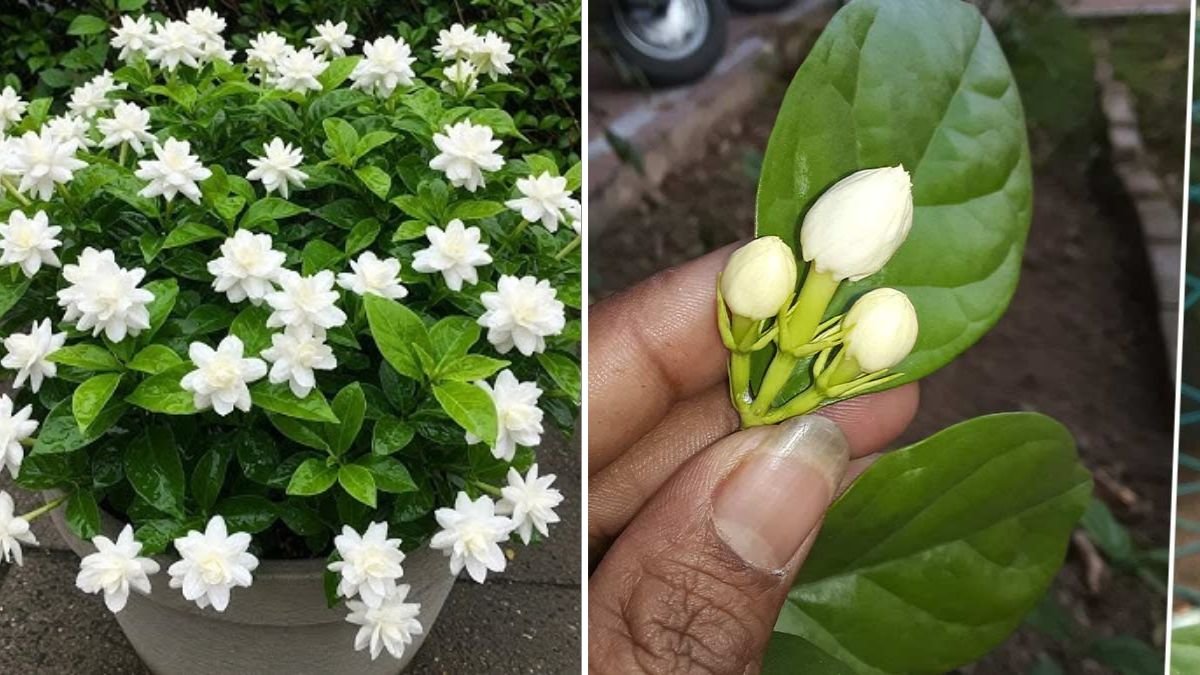 How to Grow Mogra (Jasmine) at Home: A Complete Beginner’s Guide to Cultivating Fragrant Mogra Flowers