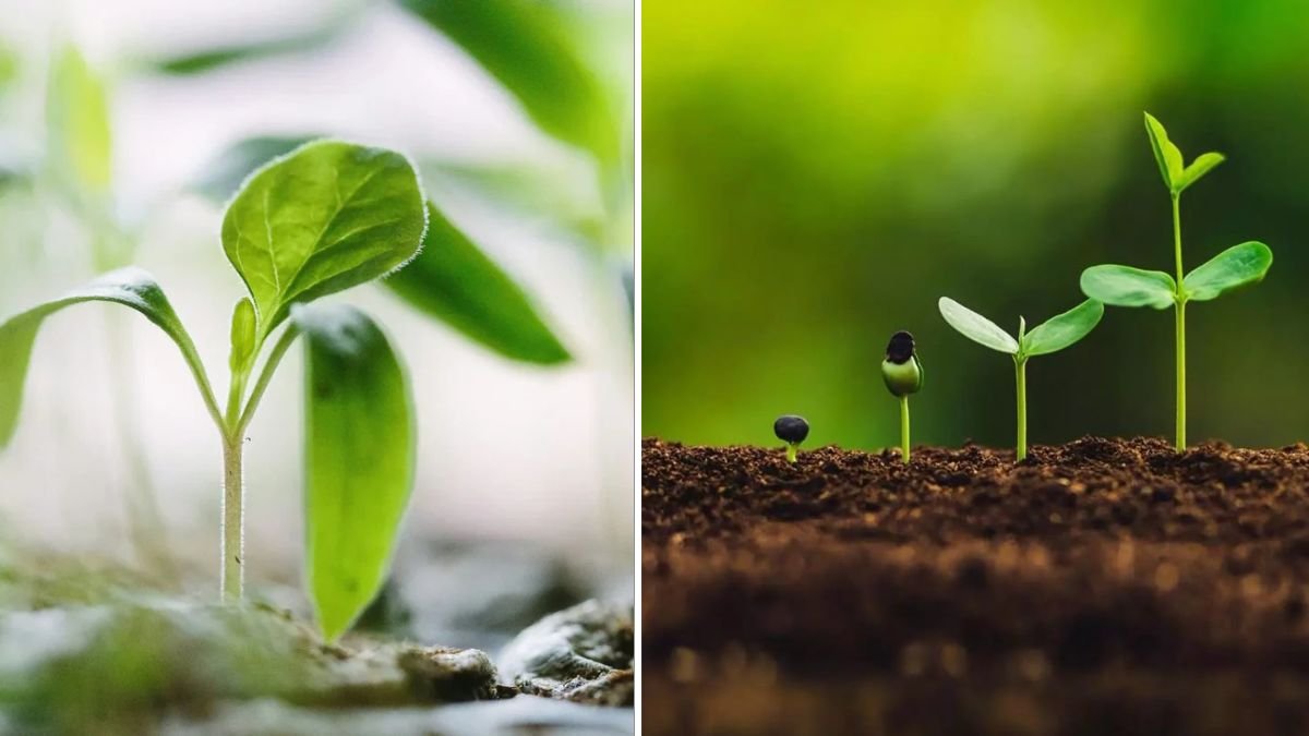 The Most Effective Technique to Grow Healthier, Faster, and Stronger Plants Naturally