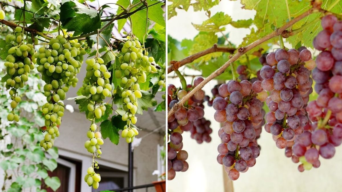 Grow Juicy Grapes at Home: The Complete Step-By-Step Guide for Beginners