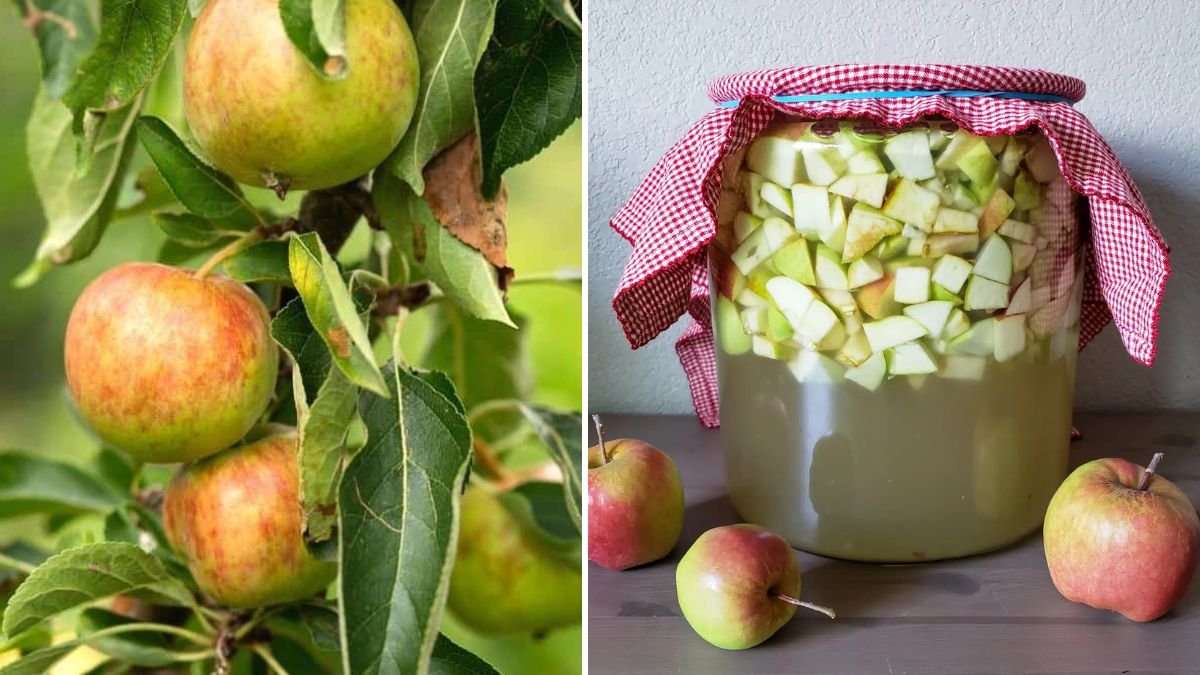 Grow Your Own Apple Tree at Home: A Complete Step-by-Step Guide for Beginners