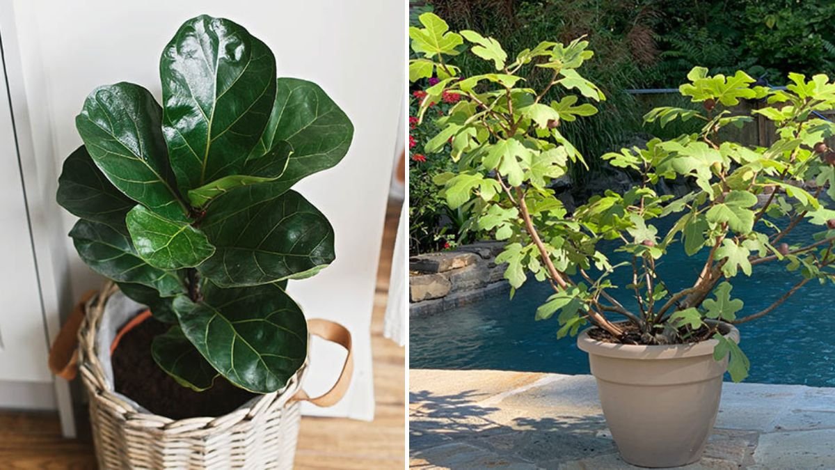 Air Layering Fig Trees: The Easiest and Most Effective Way to Grow New Fig Plants at Home