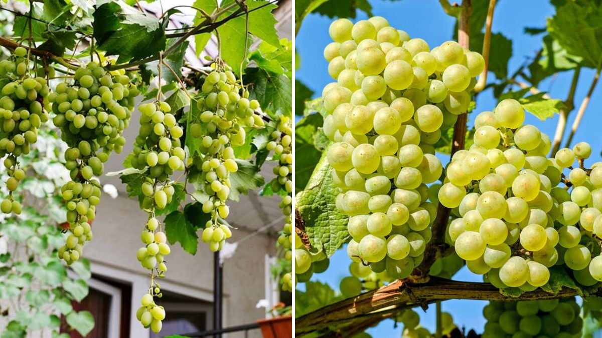 From Seed to Bunch: The Complete Beginner’s Guide on How to Grow Grapes Successfully at Home