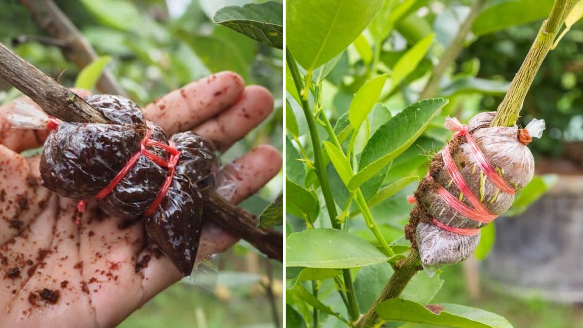 The Ultimate Guide to Air Layering: Grow New Plants Faster & Easier Than Ever!