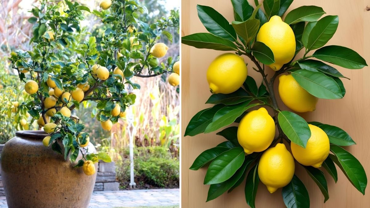 Grow Lemon Trees From Cuttings: A Complete Step-by-Step Guide for Faster, Healthier Lemon Plants