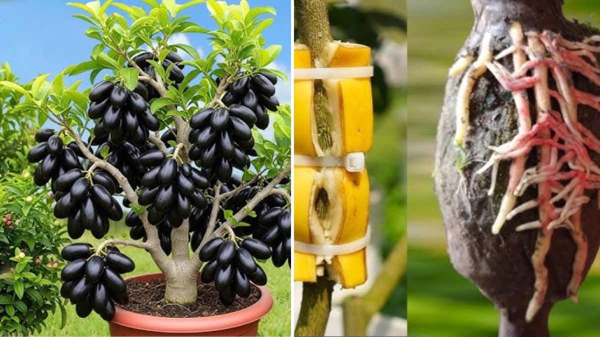 How to Master Air Layering: The Easiest Technique to Multiply Fruit Trees Faster at Home