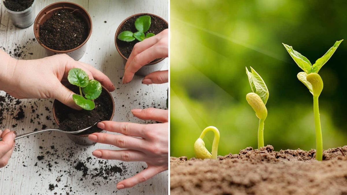 How to Grow Anything Like a Pro: The Complete Beginner-Friendly Guide to Successful Plant Growth!