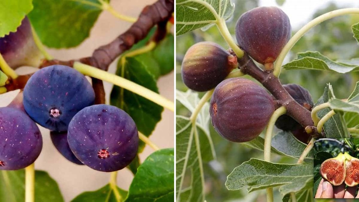 Air Layering Fig Trees: The Fastest and Easiest Way to Grow Strong, Fruiting Fig Plants at Home