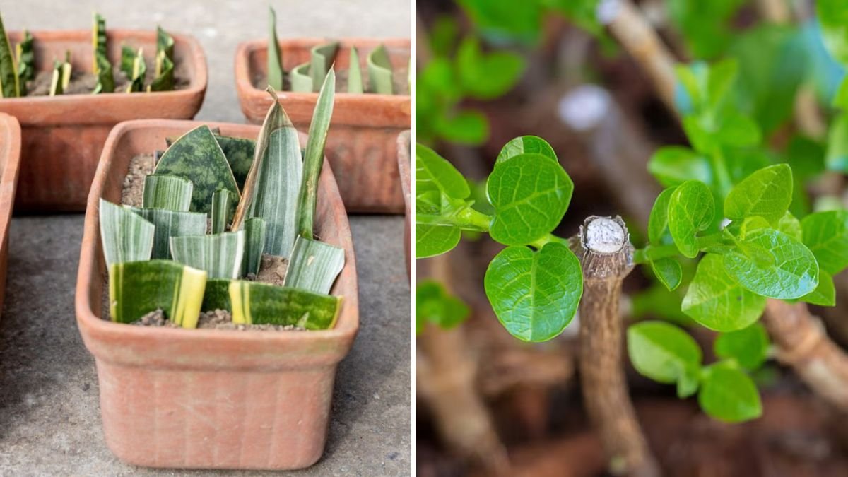 How to Propagate Plants Like a Pro: Beginner-Friendly Techniques to Multiply Your Garden Easily and Naturally