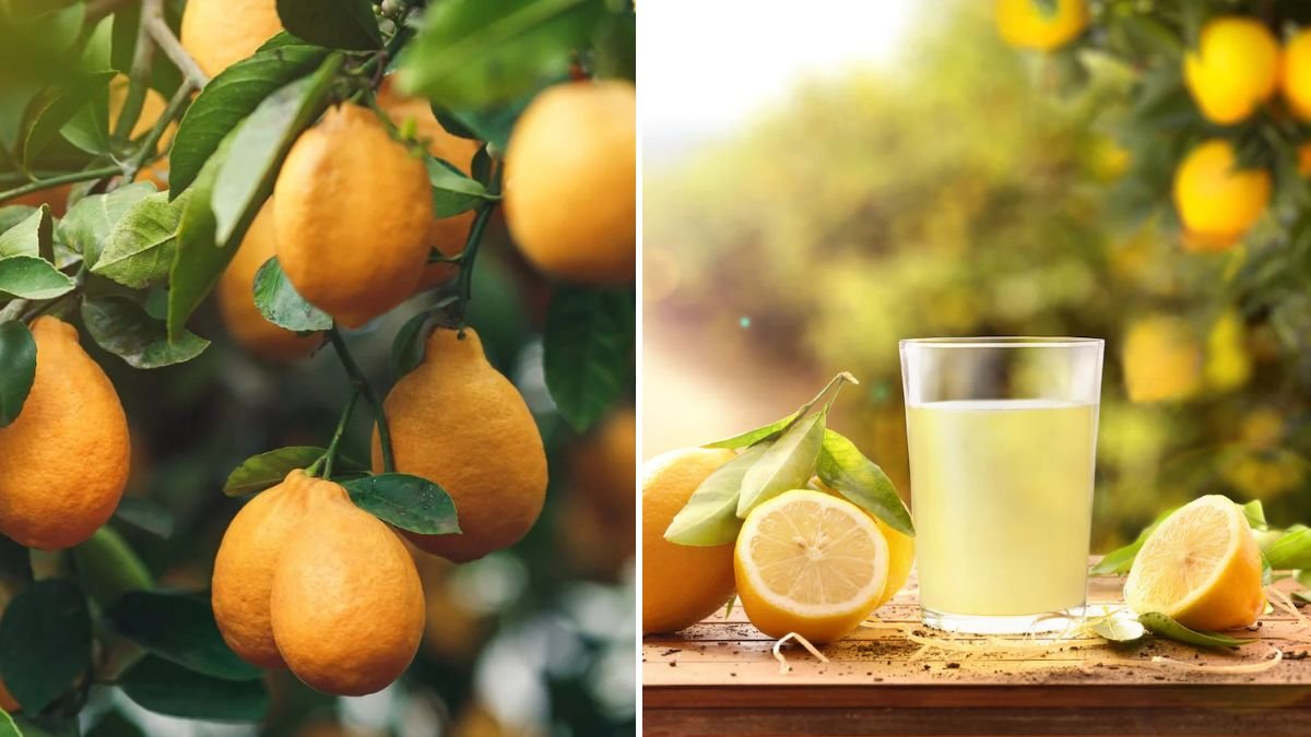 Propagation Lemon Tree: The Ultimate Guide to Growing Healthy Lemon Plants Quickly and Naturally