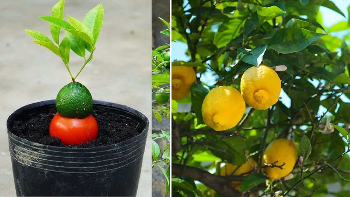 Propagate Lemon Like a Pro: The Complete 1200-Word Guide to Growing Strong and Fruiting Lemon Trees at Home