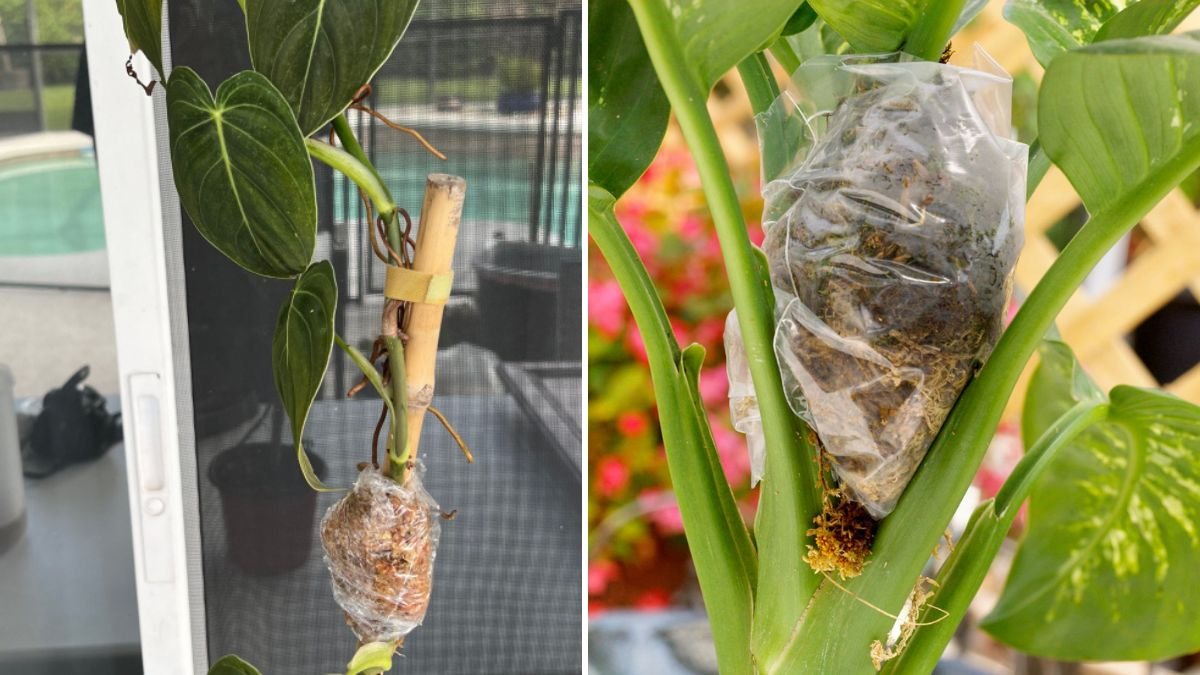 How to Air Layering: The Ultimate 1200-Word Guide to Growing Strong, Fast, and Healthy Plants Using a Proven Professional Technique