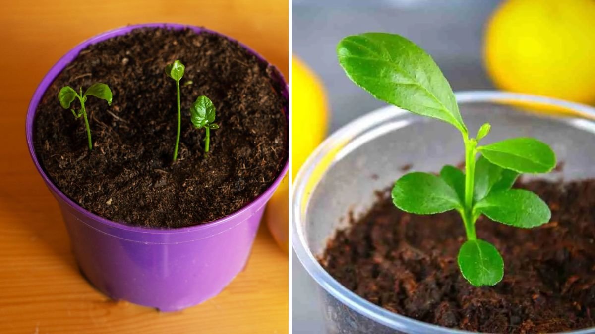 Grow Lemon Trees From Scratch: A Complete 1200-Word Guide to Raising Healthy, Fruiting Lemon Plants at Home