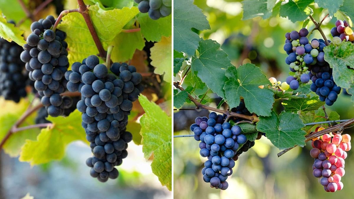 Master the Art of Grape Propagation: A Complete Guide to Growing Your Own Vineyard at Home