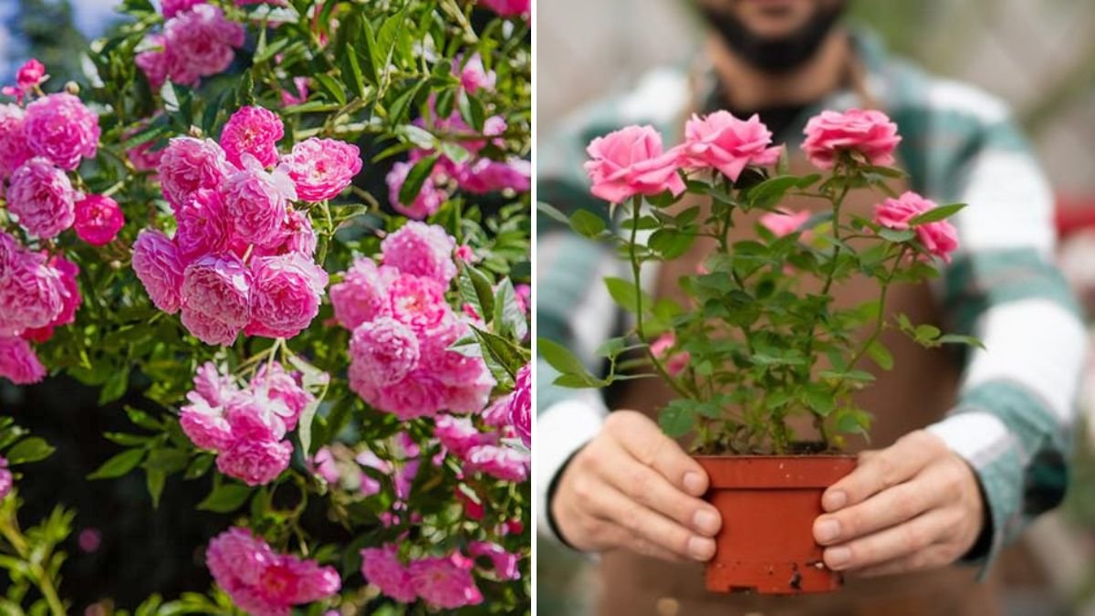 How to Grow Roses Successfully: A Complete Guide for Beginners to Create a Blooming Garden