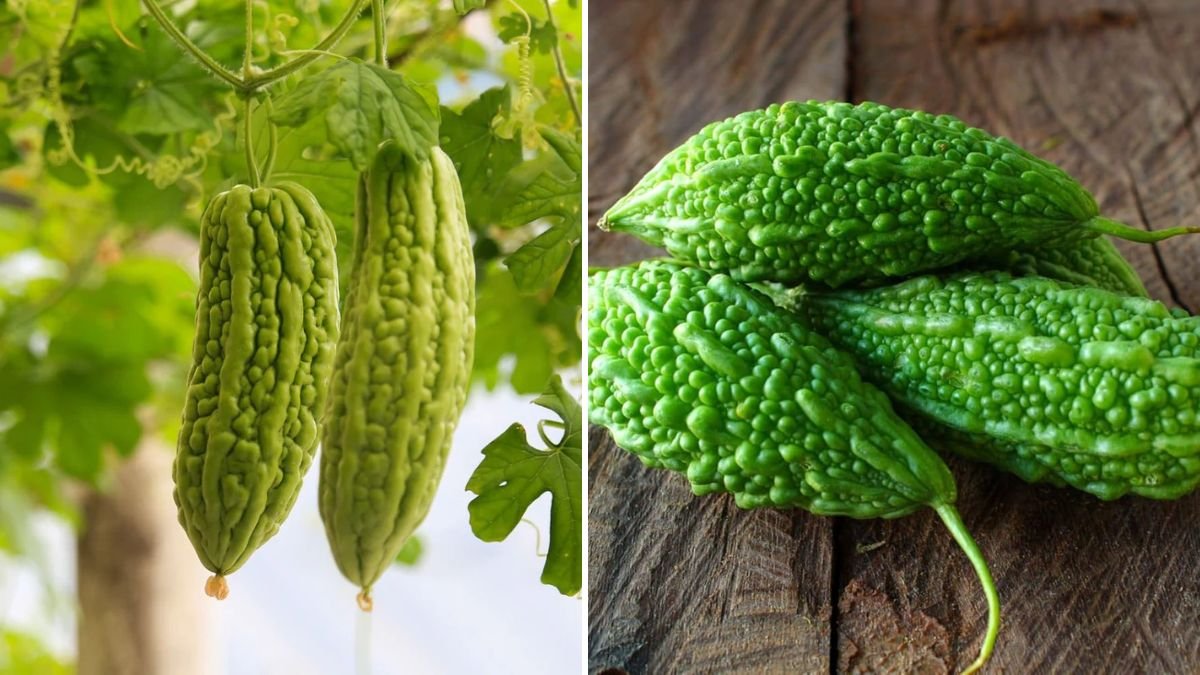 How to Grow Bitter Gourd at Home: A Complete Guide for Fresh, Healthy Harvests