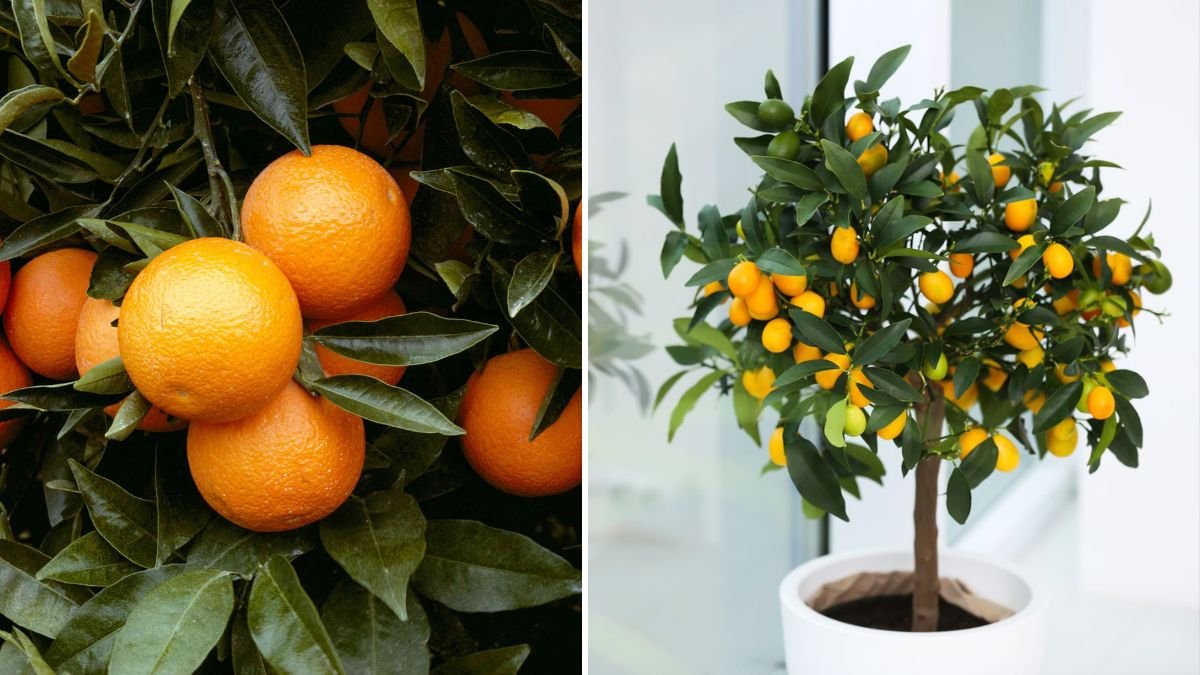 How to Grow Orange Trees: A Complete Guide to Juicy, Healthy Citrus at Home
