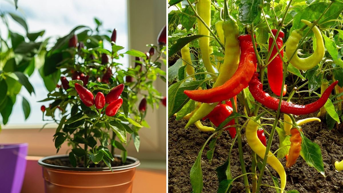 How to Grow Chili Peppers: A Complete Guide for a Spicy Home Garden