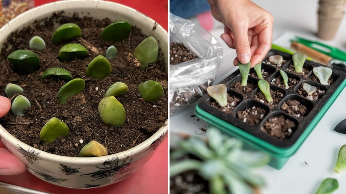 New Ideas for Propagating Plants: Unlock Faster Growth, Healthier Plants, and Bountiful Harvests