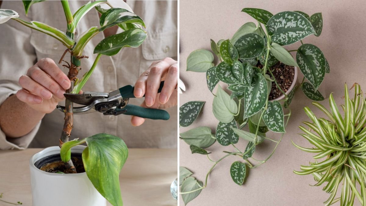 How to Propagate Mil: Step-by-Step Guide to Multiply Your Plants Efficiently