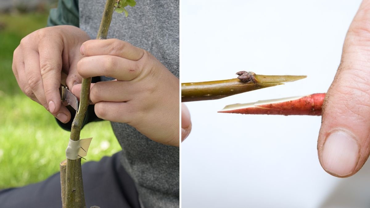 A New Technique for Grafting: Boost Plant Growth, Ensure Early Fruiting, and Achieve High-Yield Trees