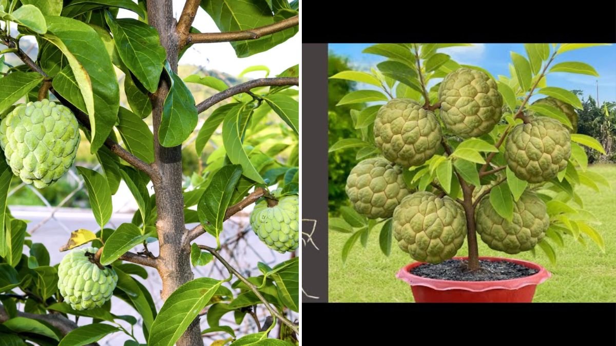 How to Propagate Sweetsop Trees: A Complete Guide to Growing Healthy, Fruit-Bearing Trees