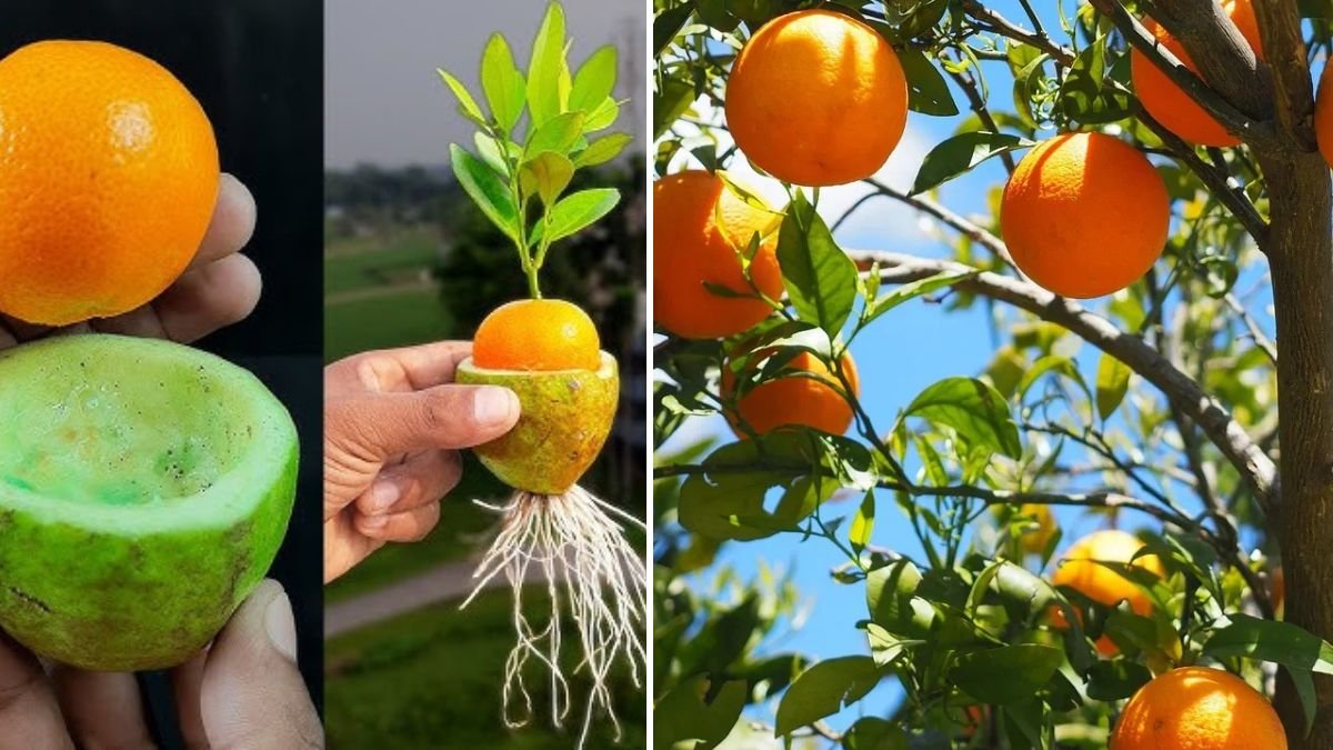 How to Propagate Orange Trees: Step-by-Step Guide to Growing Healthy, Fruit-Bearing Trees