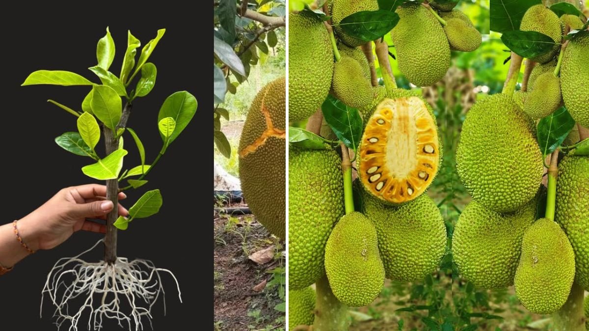 Incredible Guide! How to Graft Jackfruit Trees for Faster Growth and Heavy Yield