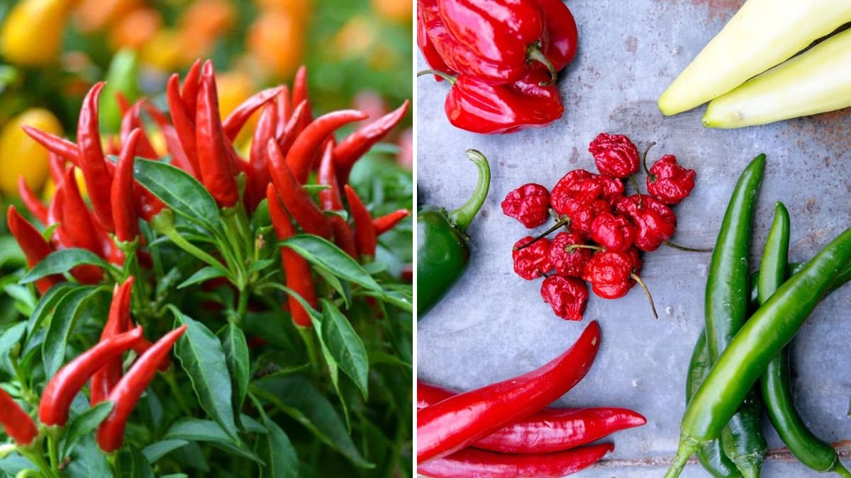 Incredible! New Ideas for Propagating Chilies Faster, Healthier & With Higher Yield