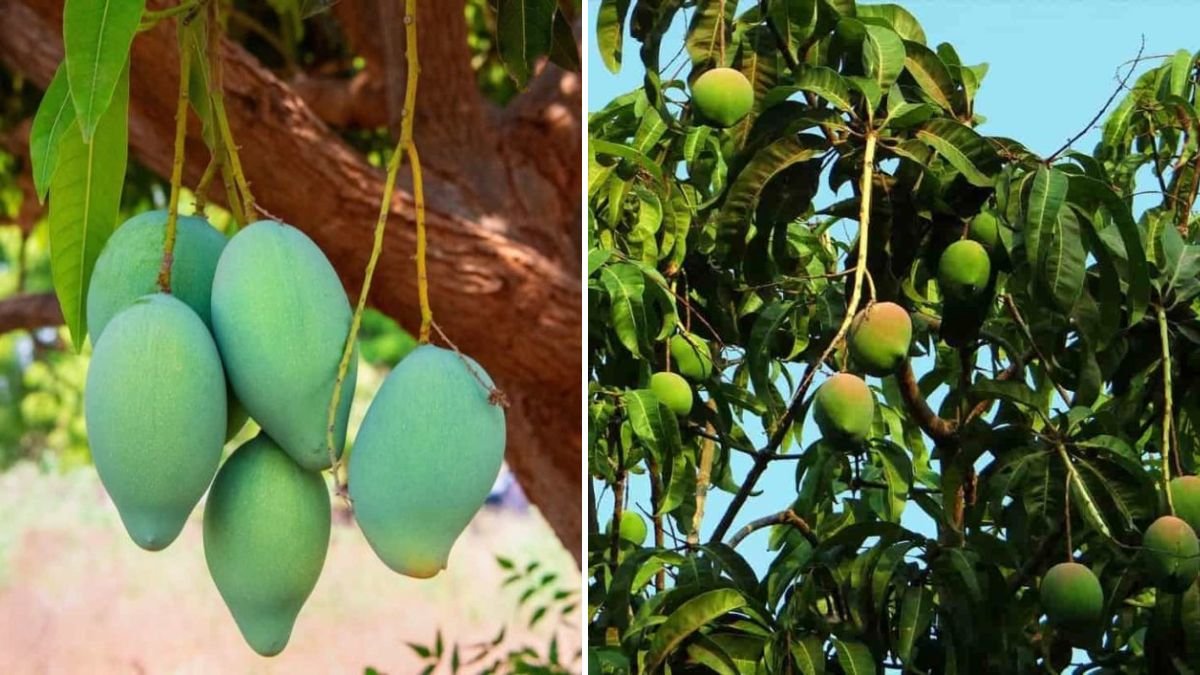 How to Propagate Mango Trees: Step-by-Step Guide for Healthy, High-Yield Orchards