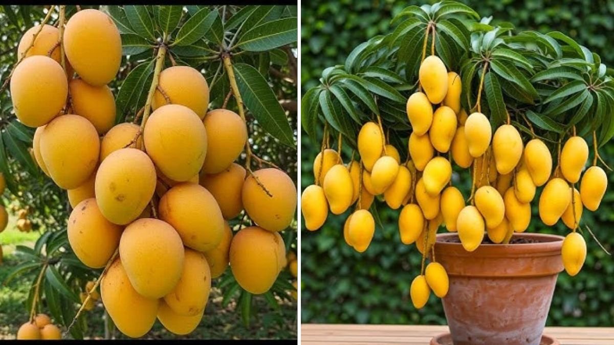 The Ultimate Guide: How to Propagate Mango Trees for a Thriving Orchard